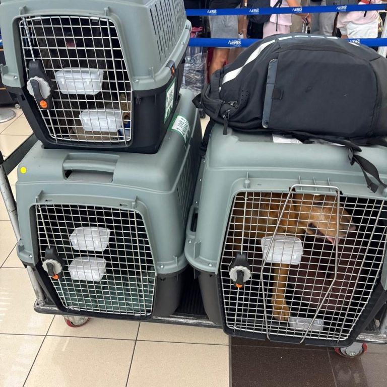 viaje con su mascota